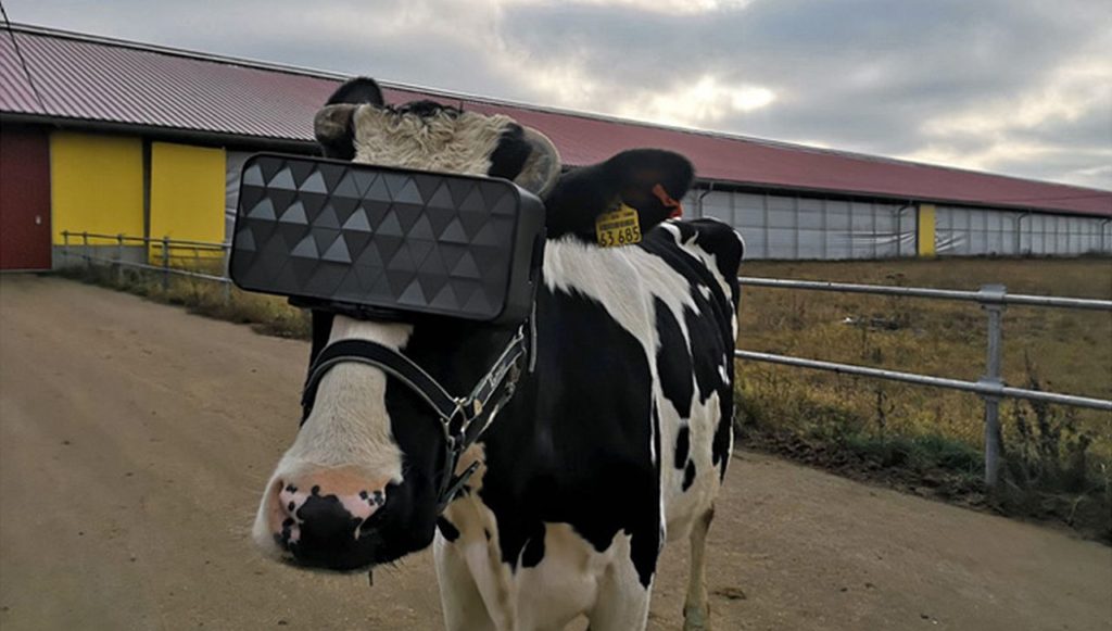krowa w goglach Virtual Reality