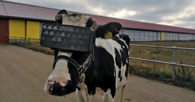 krowa w goglach Virtual Reality