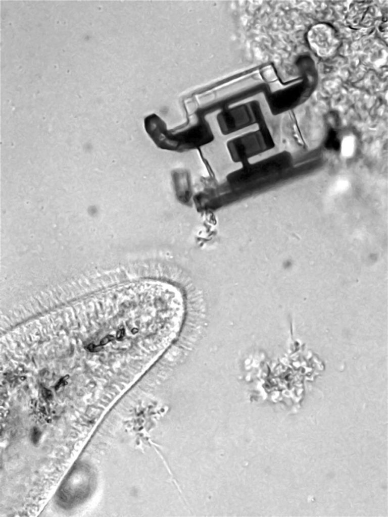 Mikroskopijne roboty pantofelek