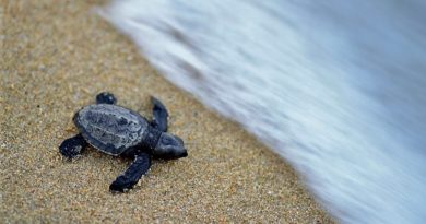 sztuczna inteligencja żółwie Australia