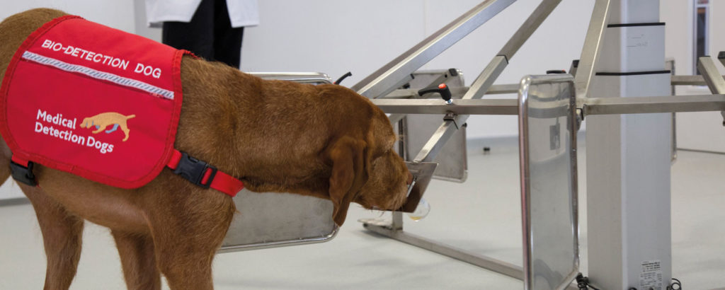 Psy nauczą sztuczną inteligencję wykrywać raka