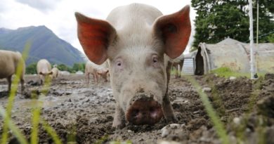 Huawei zabiera się za hodowlę świń