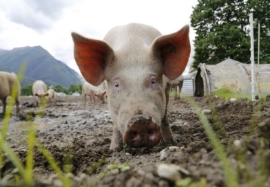 Huawei zabiera się za hodowlę świń