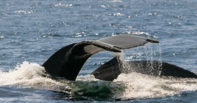 Zrobotyzowane boje stworzone z myślą o ochronie wielorybów północnoatlantyckich