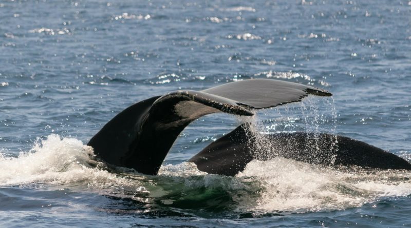 Zrobotyzowane boje stworzone z myślą o ochronie wielorybów północnoatlantyckich
